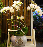 Plant-Orchids